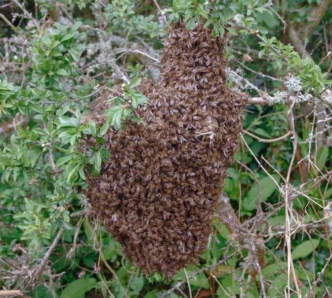 Honey Bee Swarm Attractant Lures Beekeeping Hive 10 Tubes Tool Assembly Part Kit Honey Bee Swarm Attractant Lures Beekeeping Hive 10 Tubes Tool Assembly Part Kit